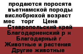 продаются поросята въетнамской породы вислобрюхой возраст 2 мес  (торг) › Цена ­ 2 500 - Ставропольский край, Благодарненский р-н, Благодарный г. Животные и растения » Другие животные   
